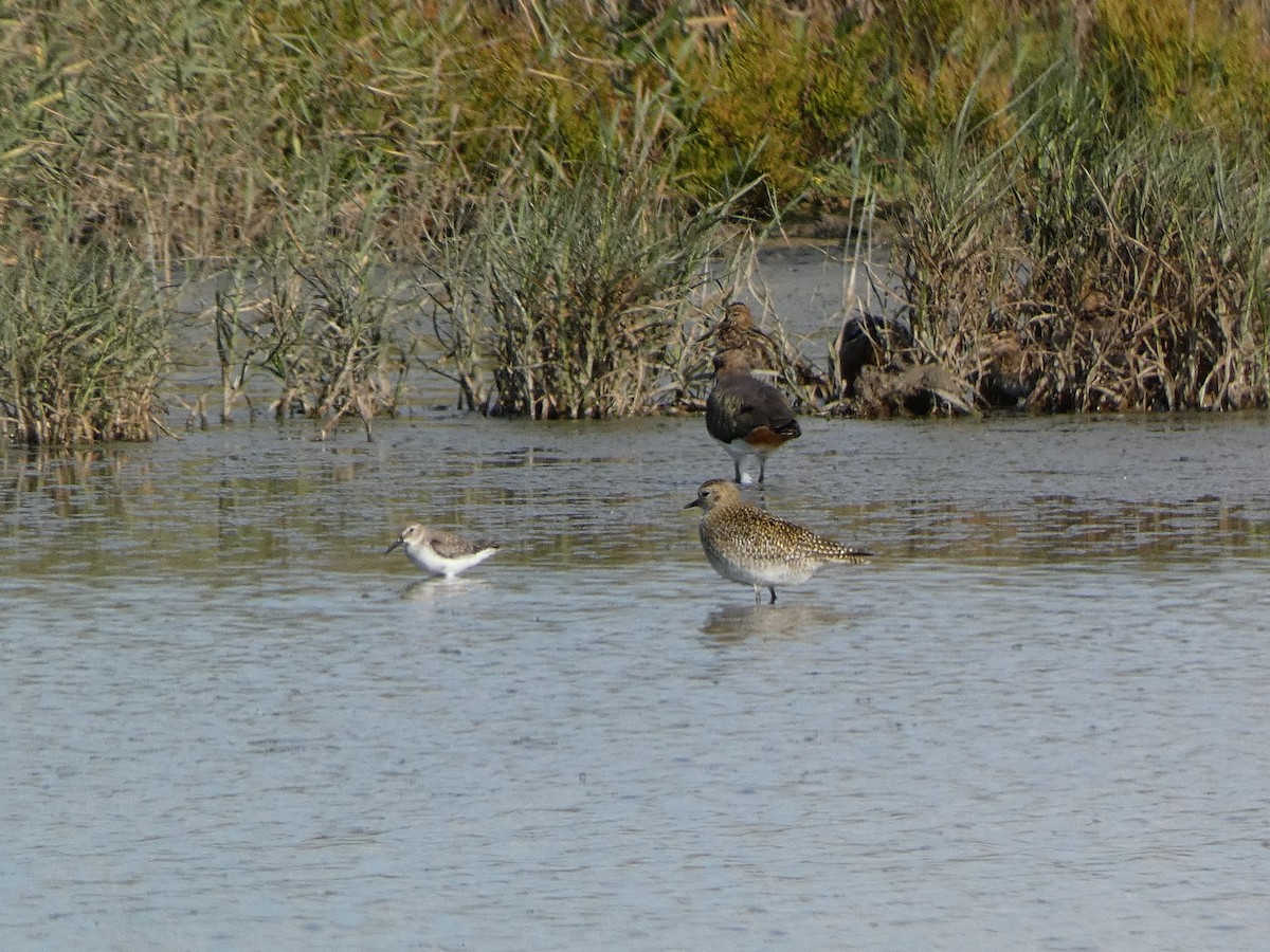 European Golden-Plover - ML644261620