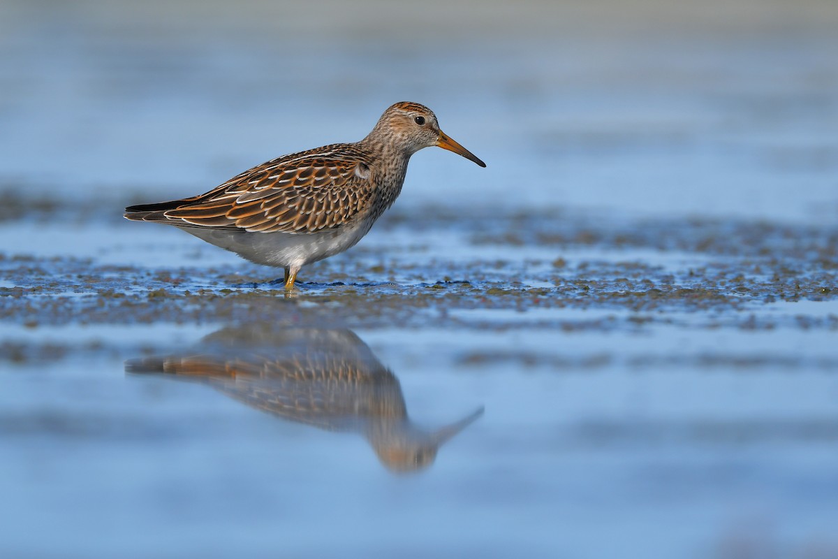 Bécasseau à poitrine cendrée - ML644261621