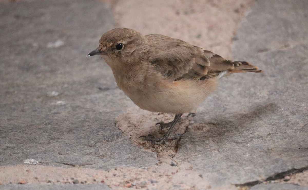 Rufous-banded Miner - ML644261624