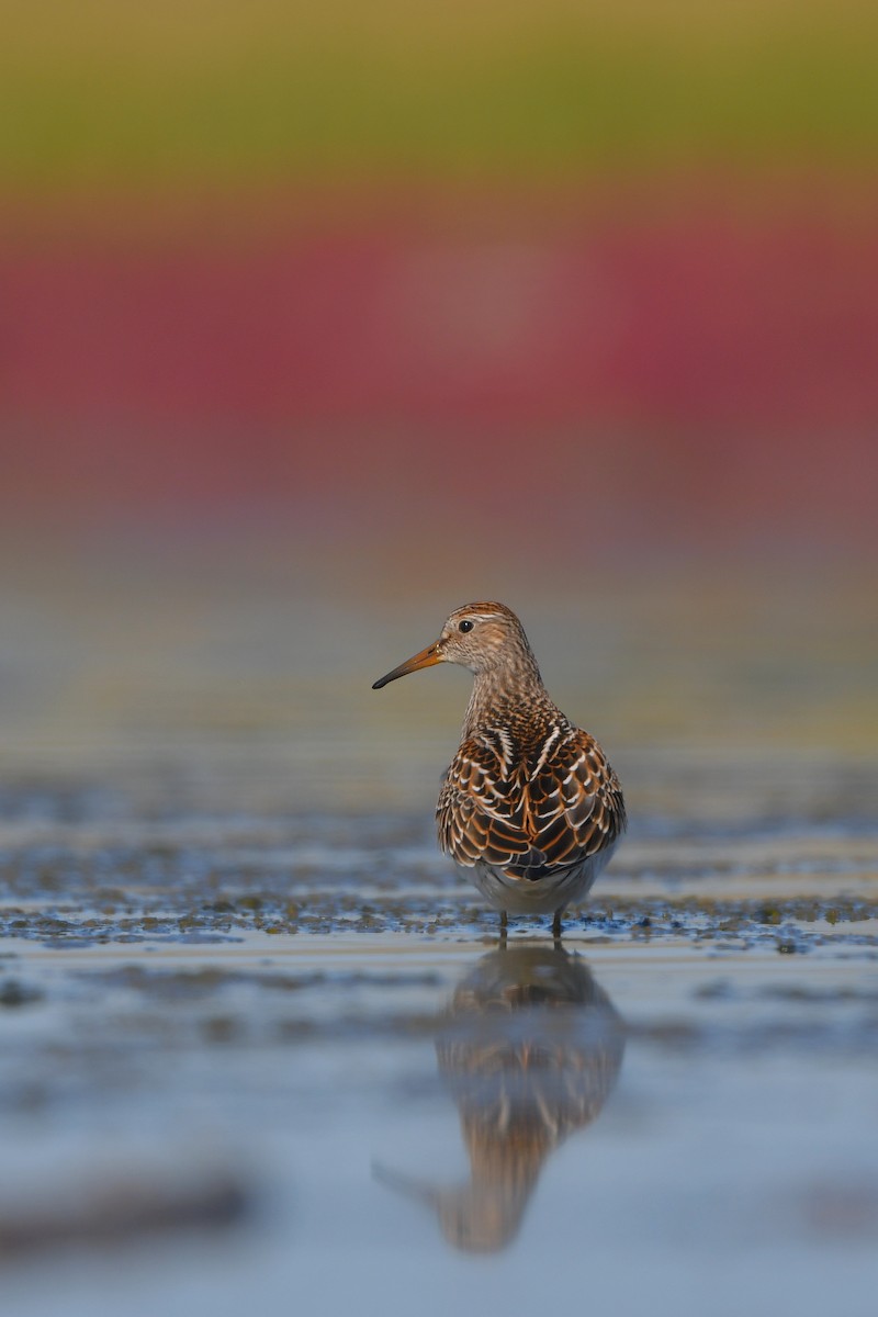 Bécasseau à poitrine cendrée - ML644261625