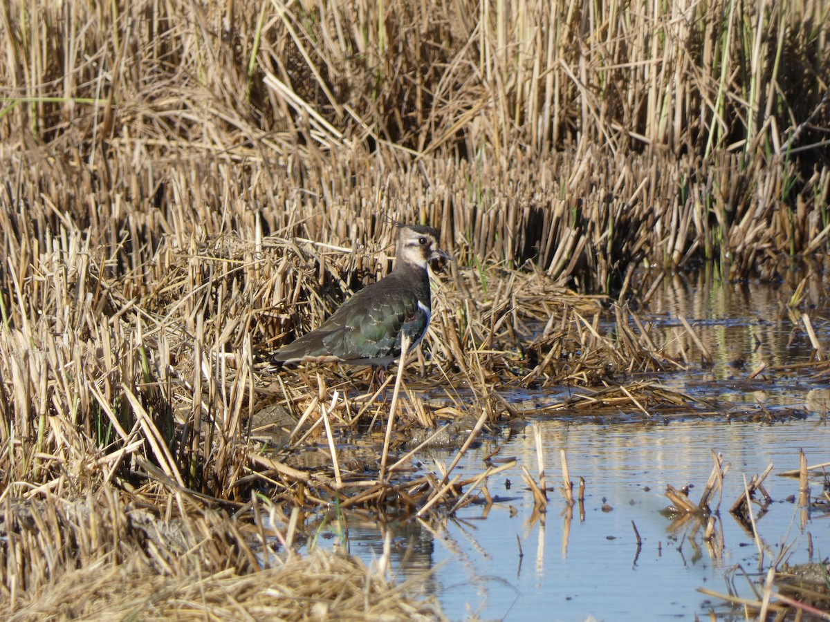 Northern Lapwing - ML644261627