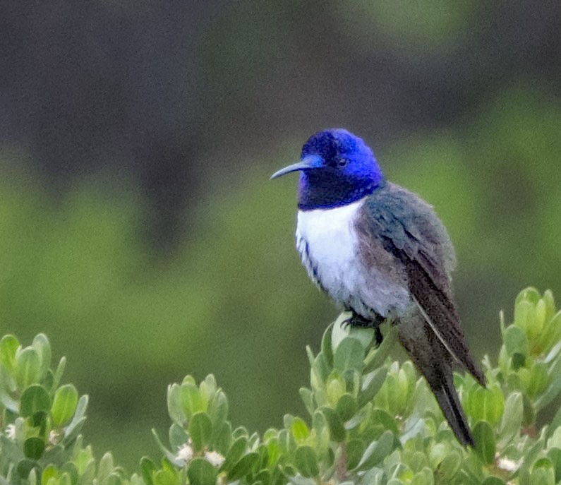 Ecuadorian Hillstar - ML644261631