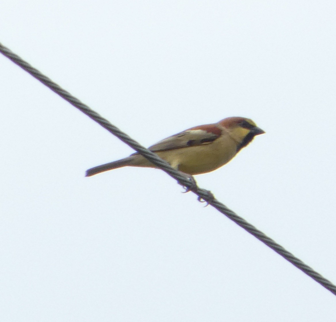 Plain-backed Sparrow - ML644261638