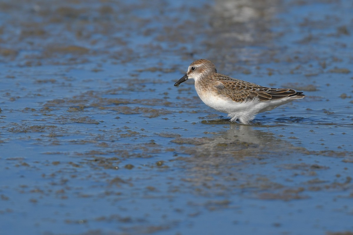Semipalmated Sandpiper - ML644261639