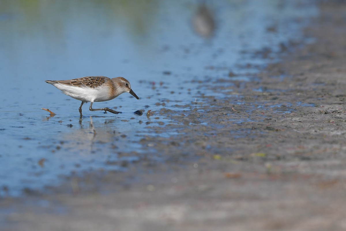 Semipalmated Sandpiper - ML644261640