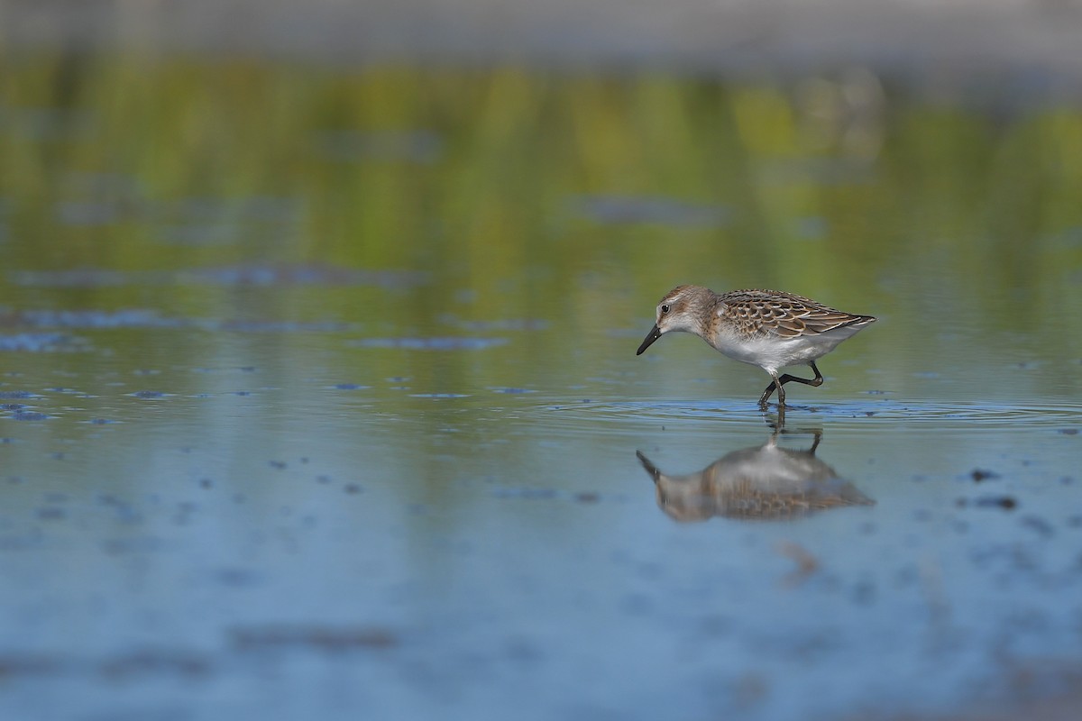 Semipalmated Sandpiper - ML644261641