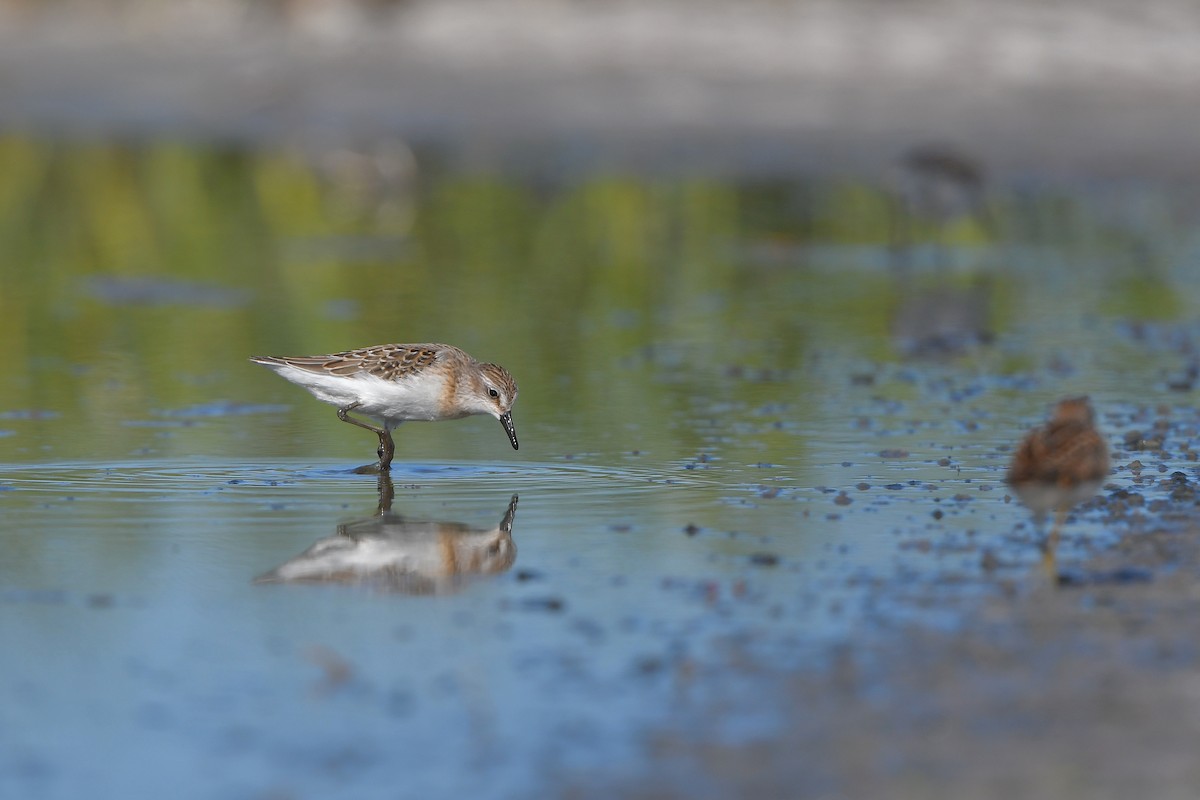 Semipalmated Sandpiper - ML644261642