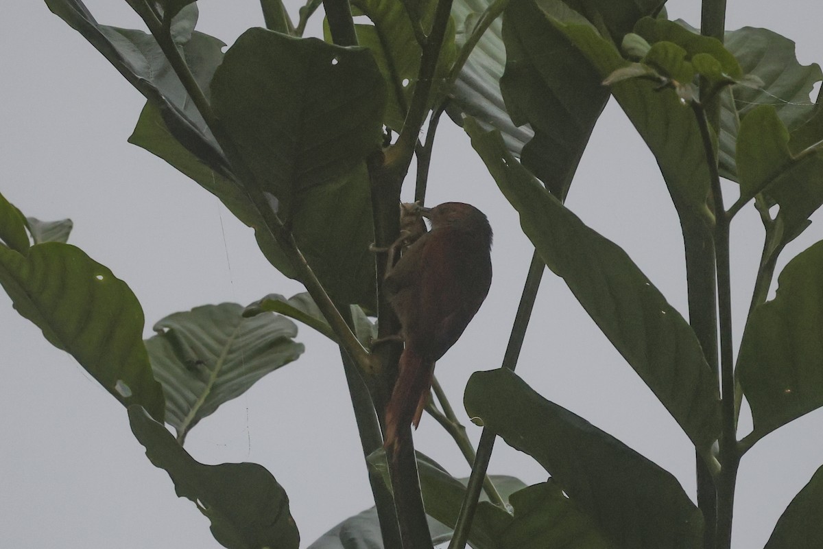 Al Yüzlü Dikenkuyruk - ML644261643