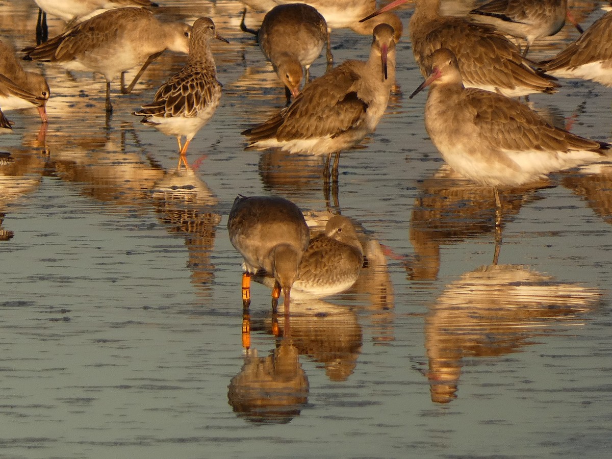 Black-tailed Godwit - ML644261646