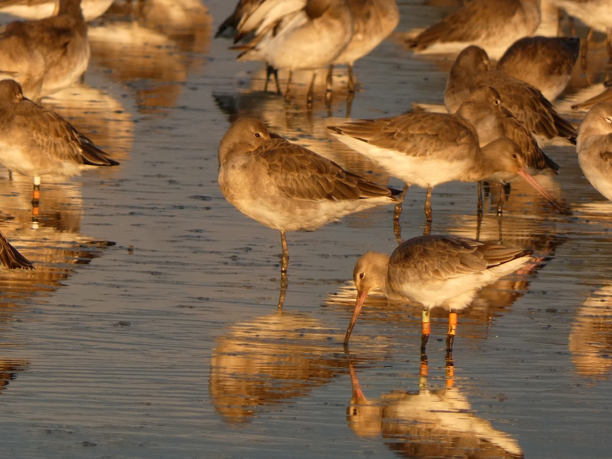 Black-tailed Godwit - ML644261647