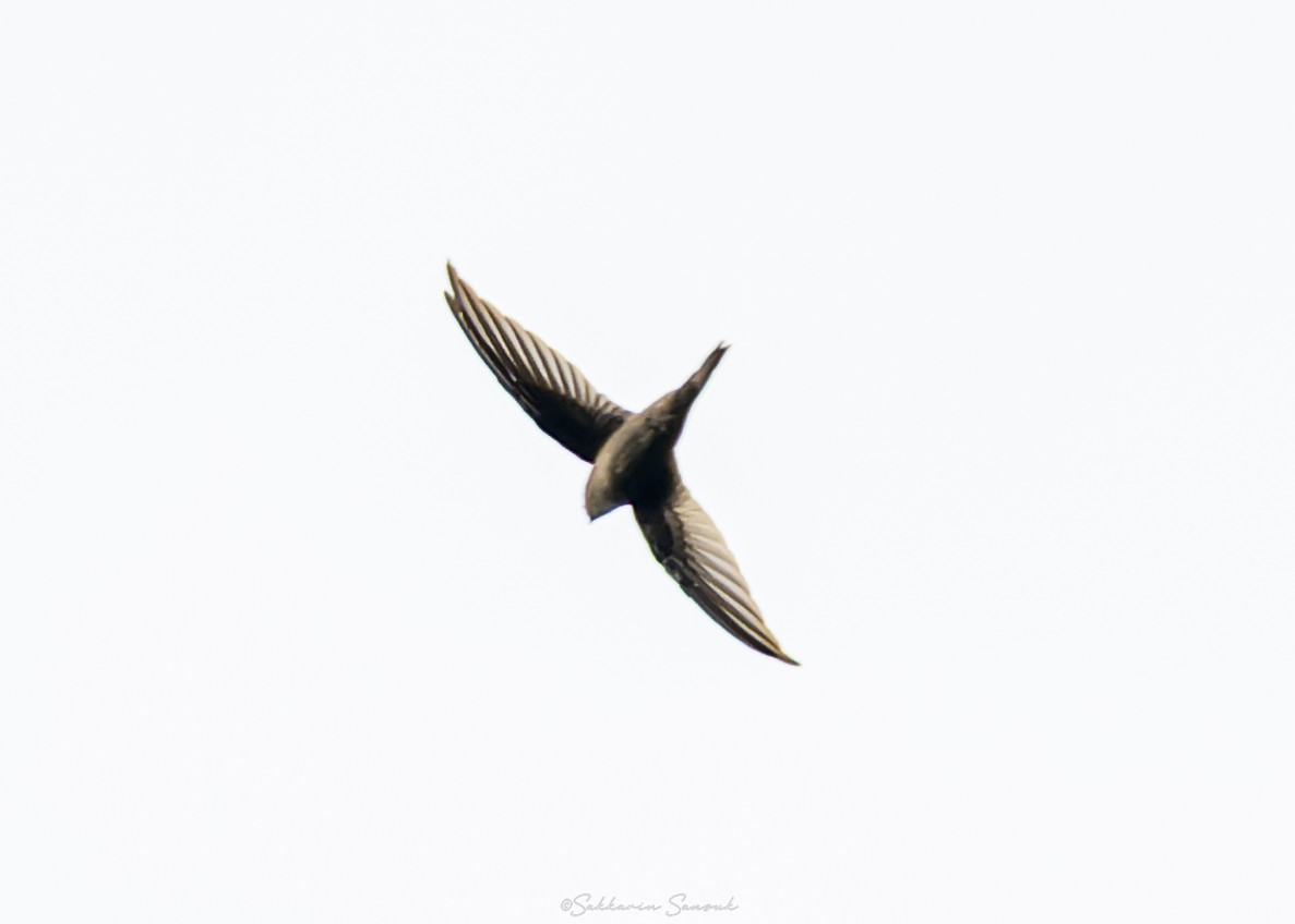 Asian Palm Swift - ML644261649