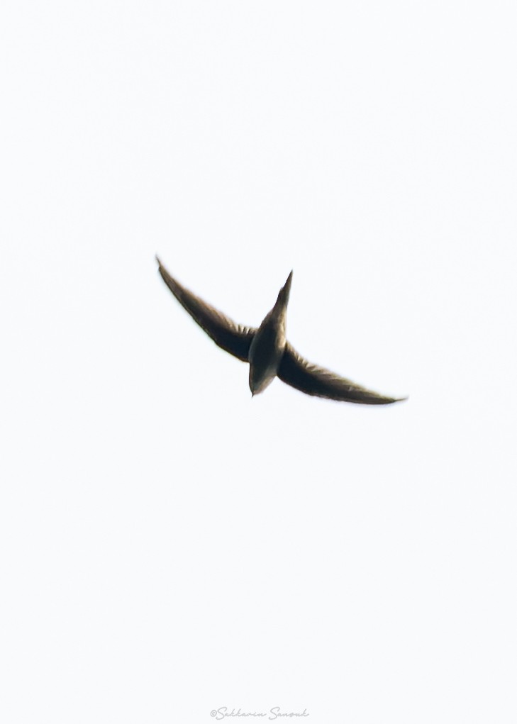 Asian Palm Swift - ML644261650
