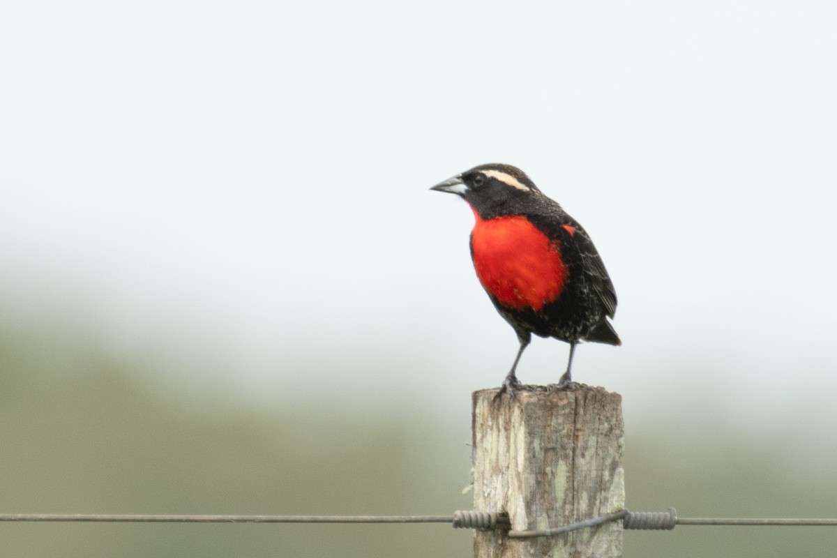 White-browed Meadowlark - ML644261651