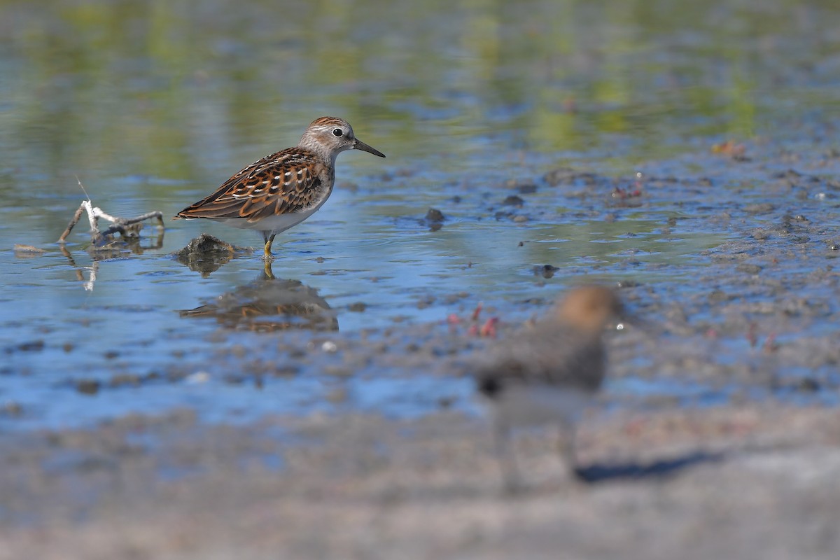 Bécasseau minuscule - ML644261652