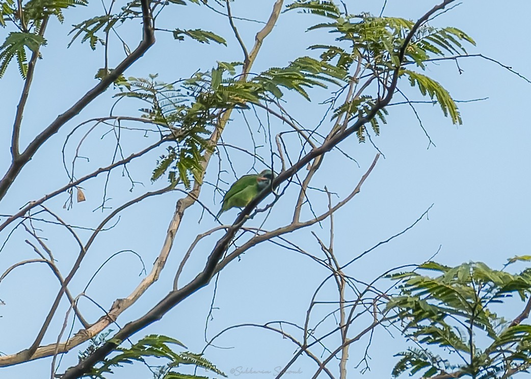 blåøreskjeggfugl - ML644261654