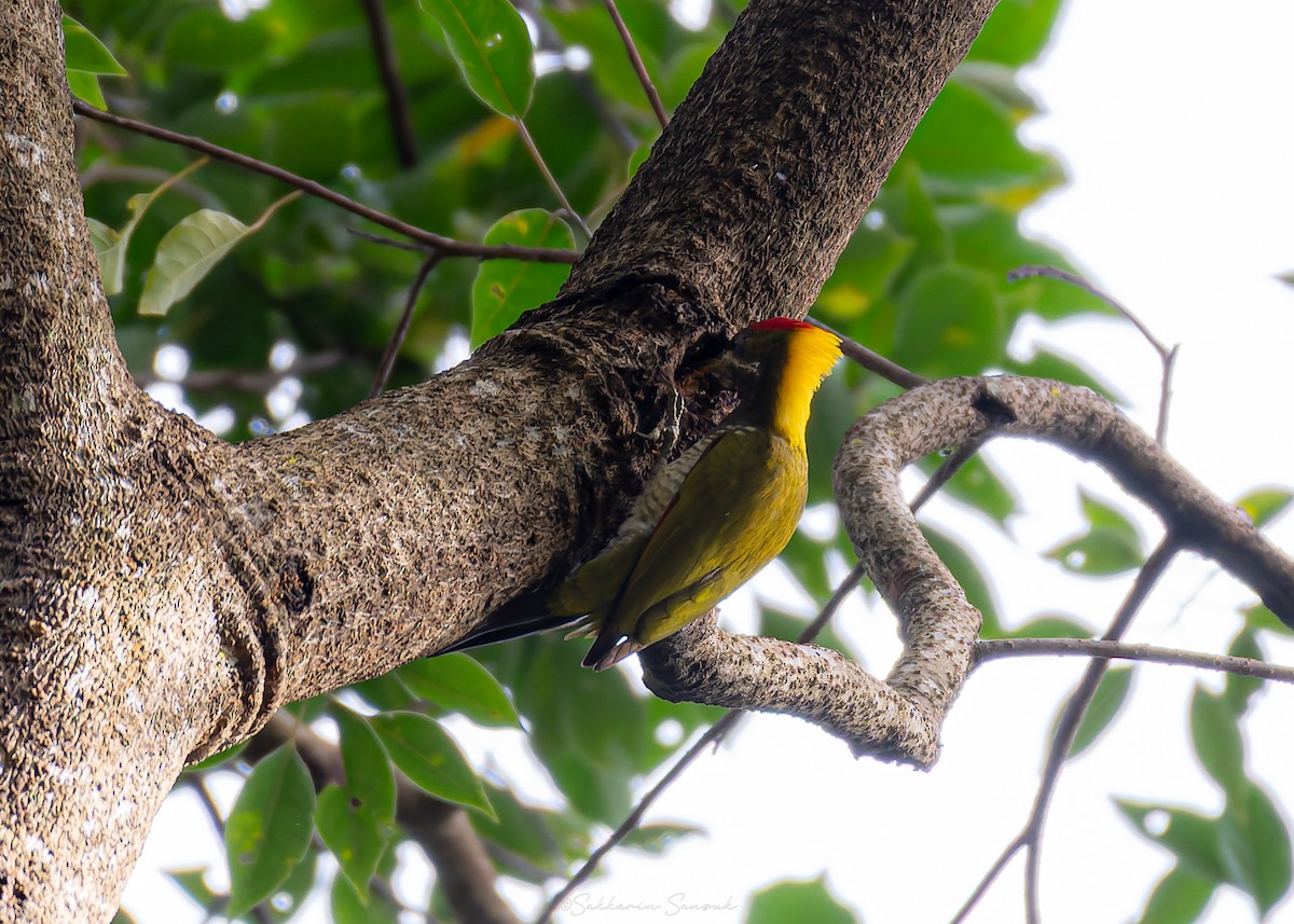 Жовна мала - ML644261656