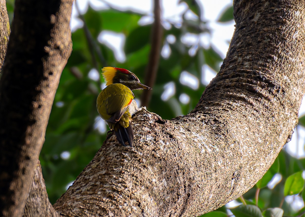 Жовна мала - ML644261657