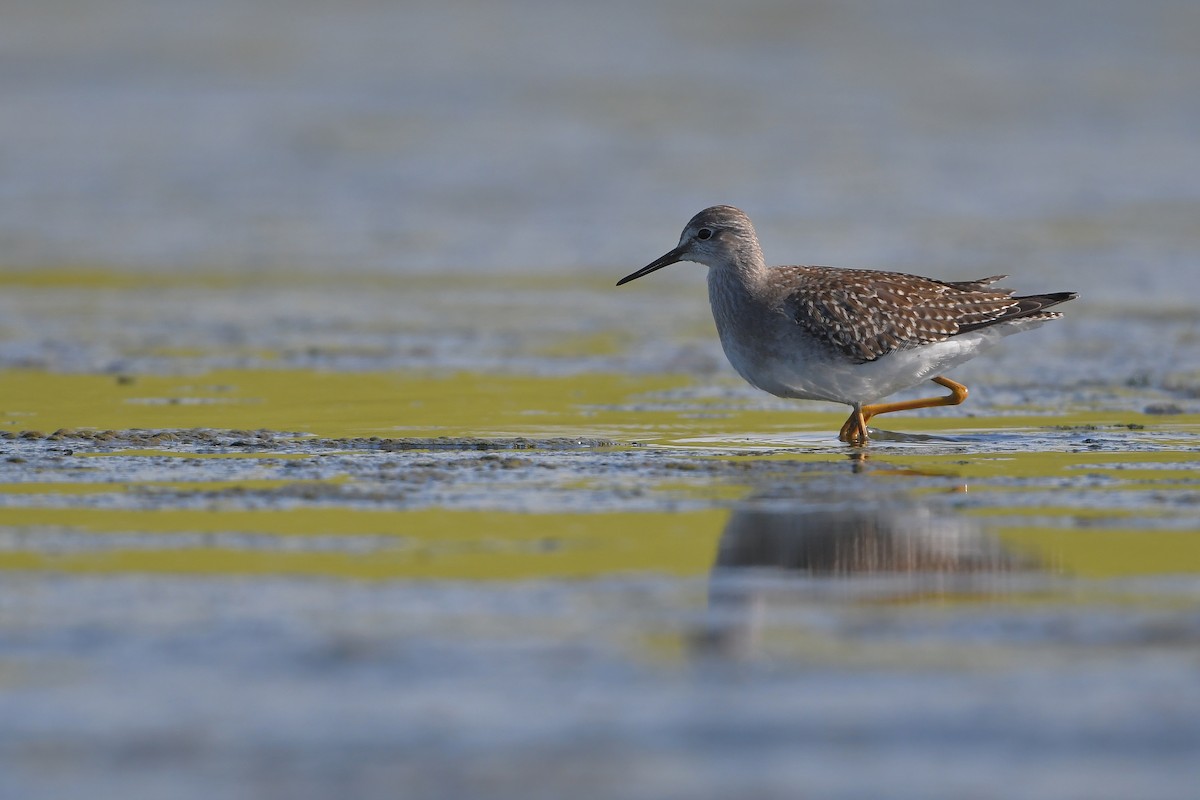 Petit Chevalier - ML644261659