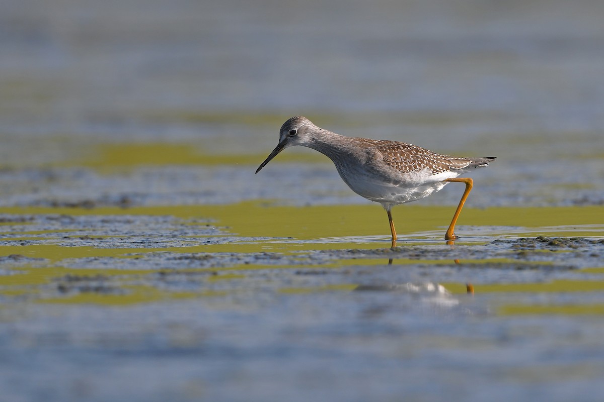 Petit Chevalier - ML644261660