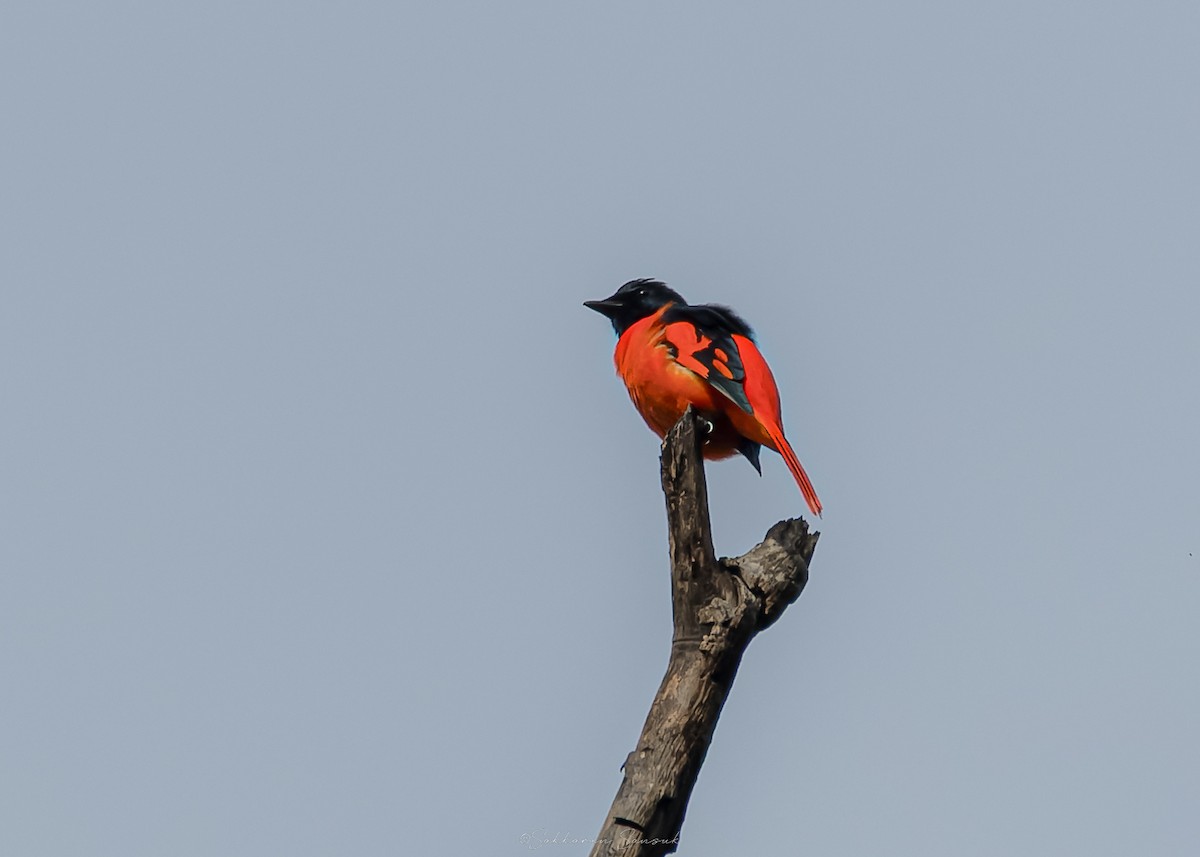 Scarlet Minivet - ML644261661