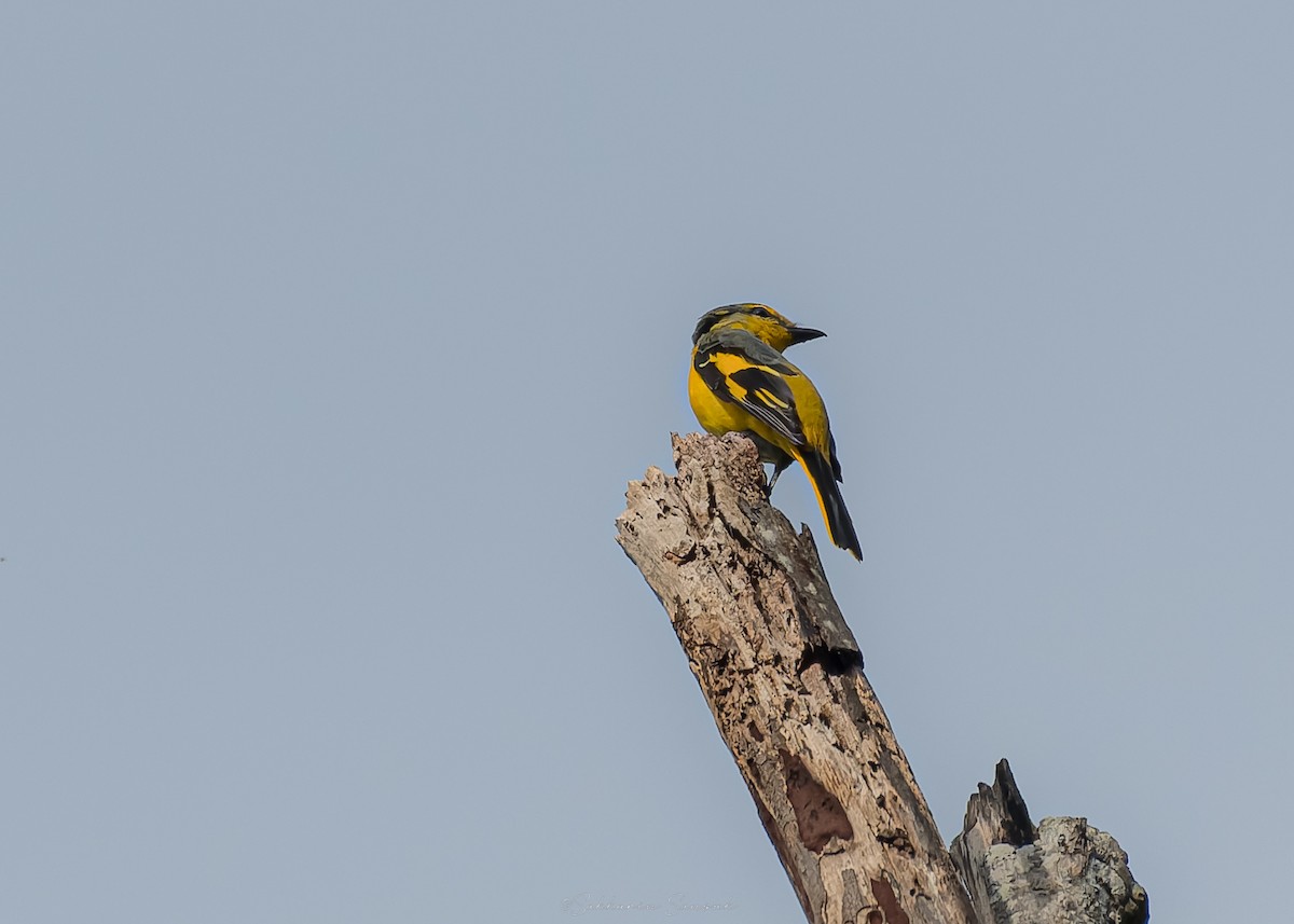 Scarlet Minivet - ML644261662