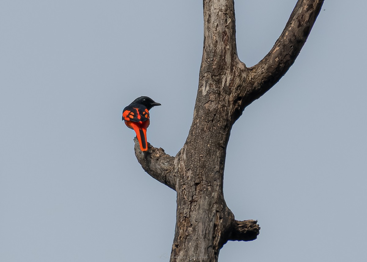 Scarlet Minivet - ML644261663