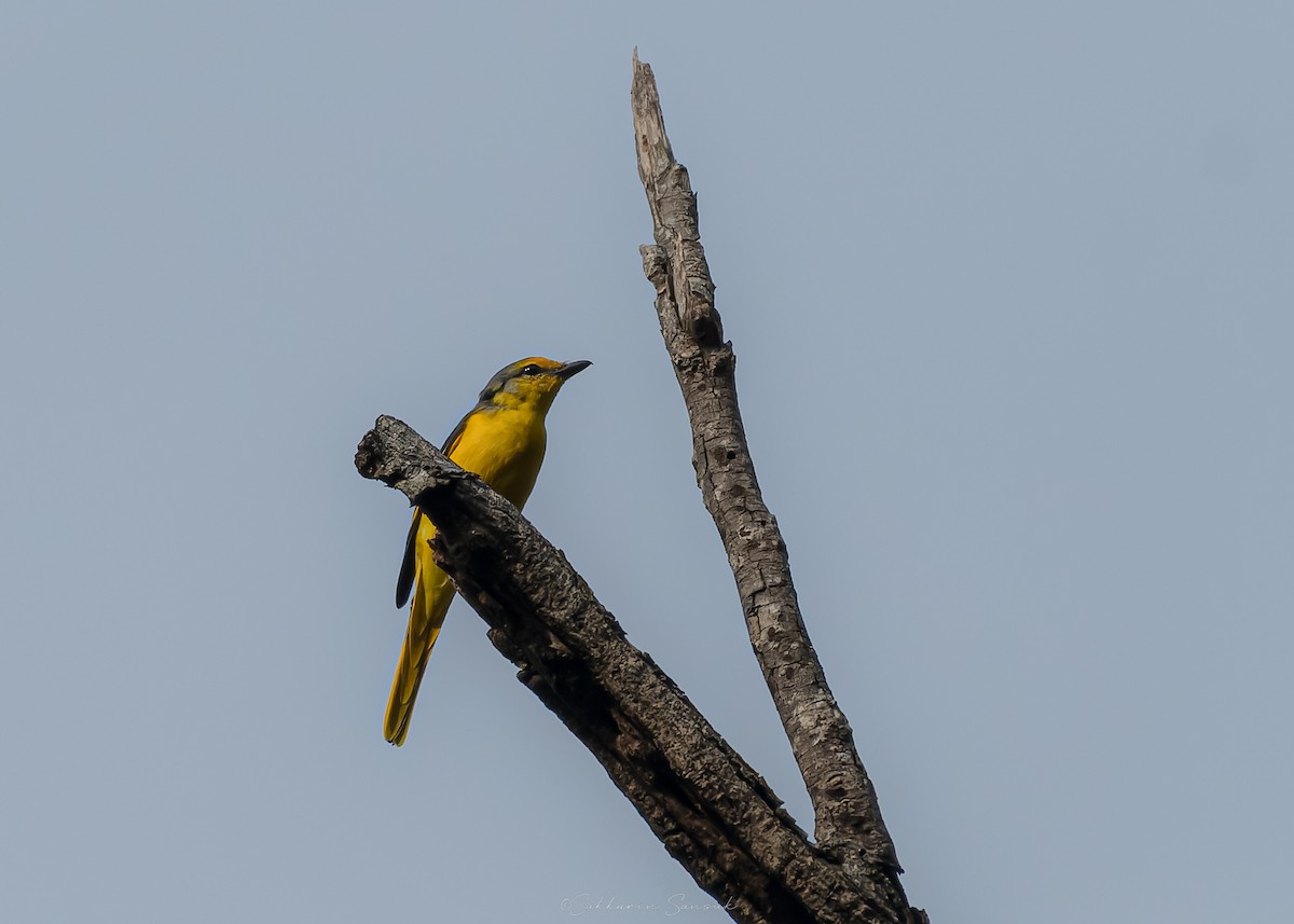 Scarlet Minivet - ML644261664
