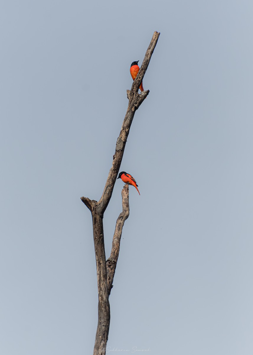 Scarlet Minivet - ML644261665