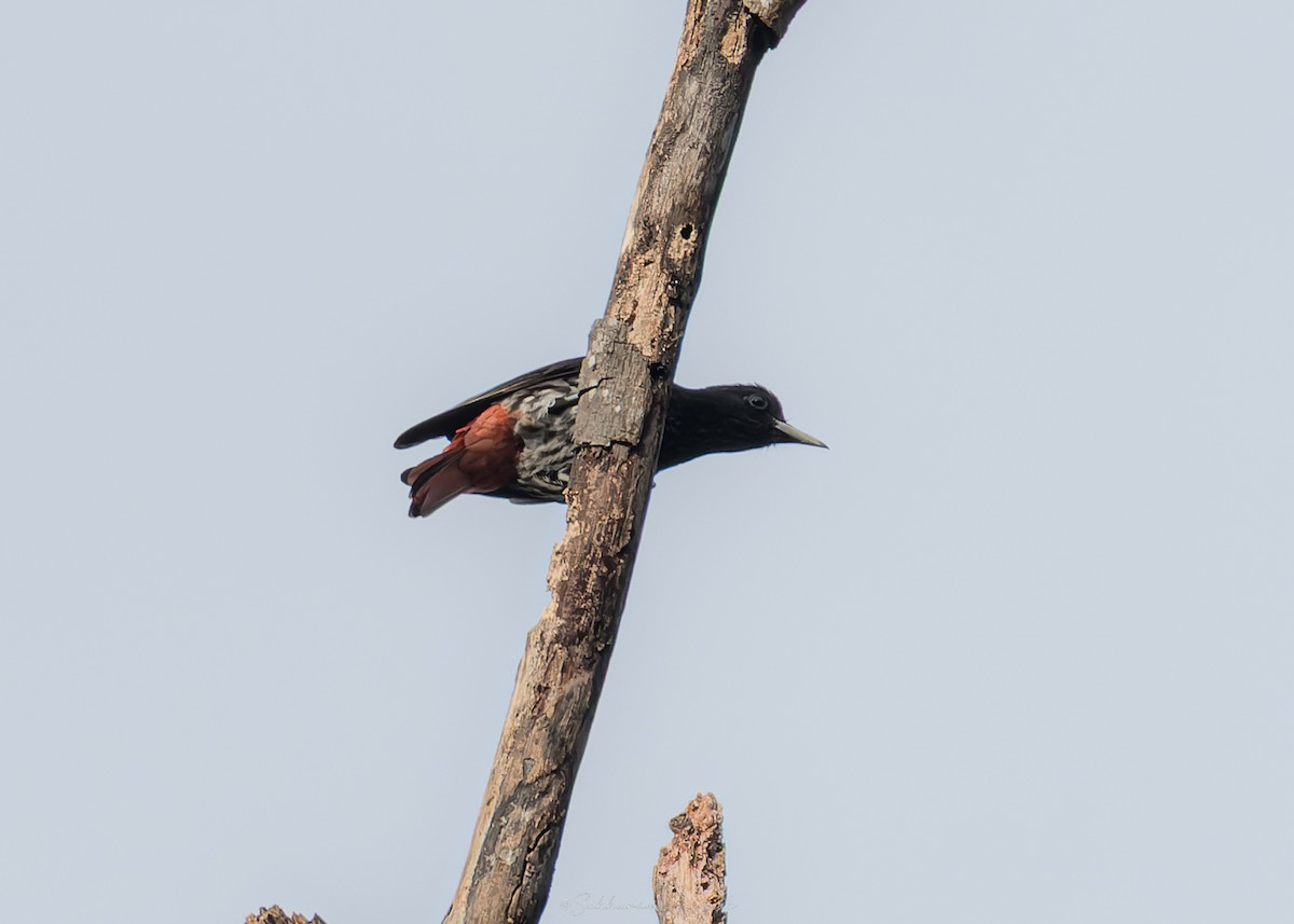 Maroon Oriole - ML644261666