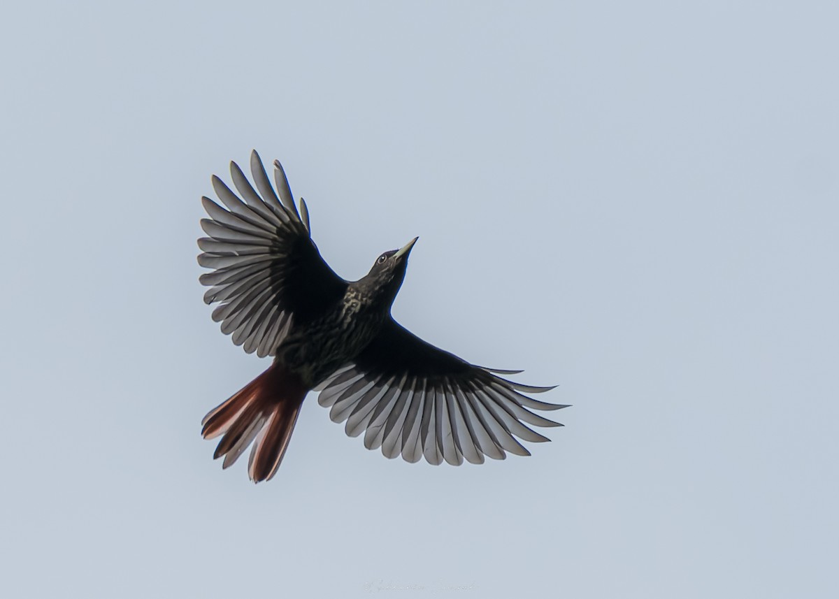 Maroon Oriole - ML644261667