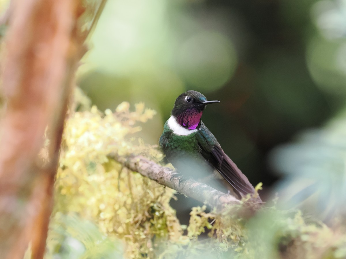 Héliange à queue bleue - ML644261671