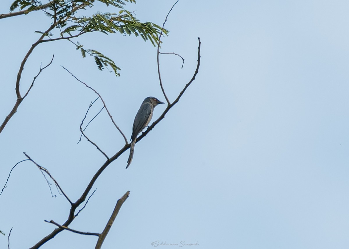 Ashy Drongo (Sooty) - ML644261672