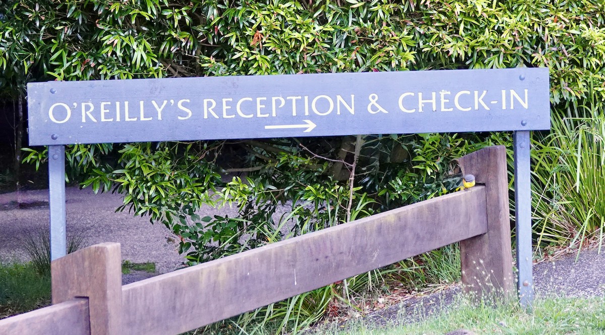 gulbrystflueskvett - ML644261673