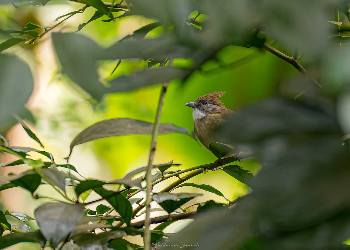 Puff-throated Bulbul - ML644261674