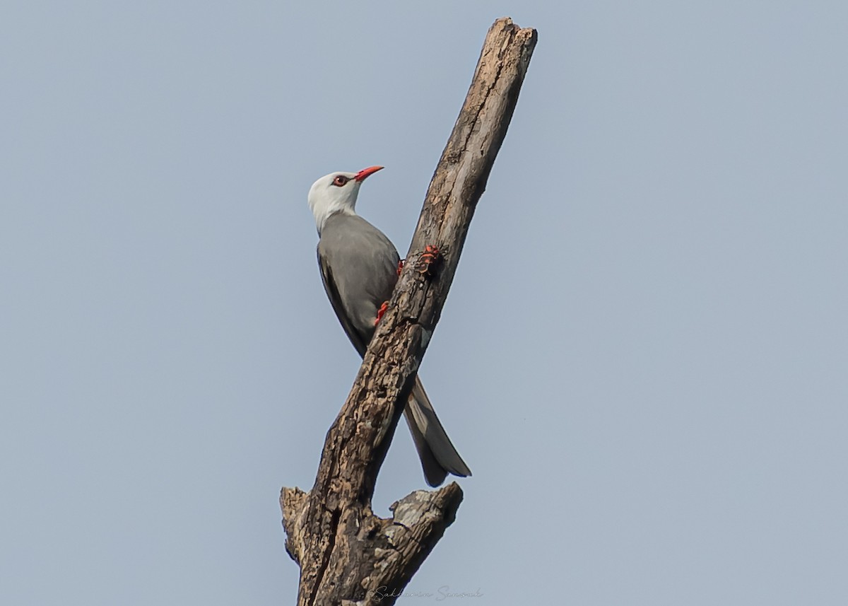 White-headed Bulbul - ML644261677