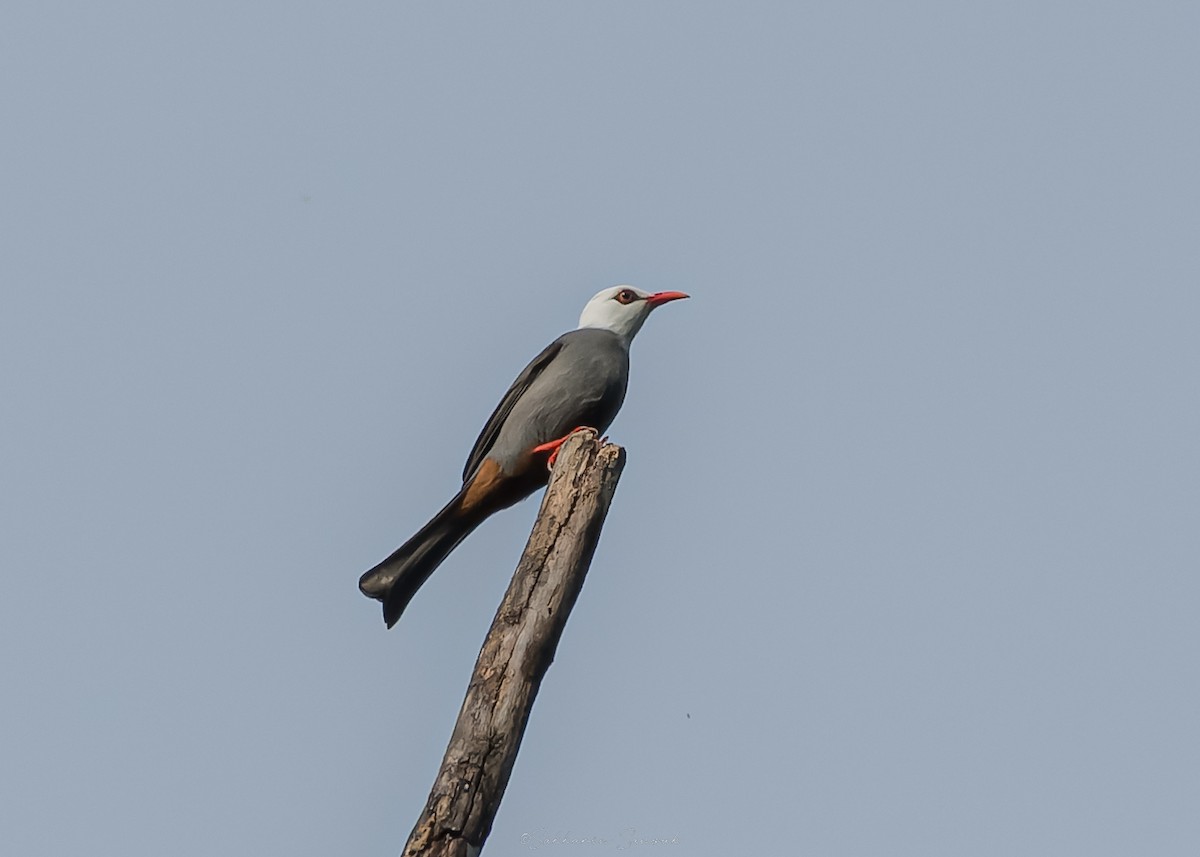 White-headed Bulbul - ML644261678