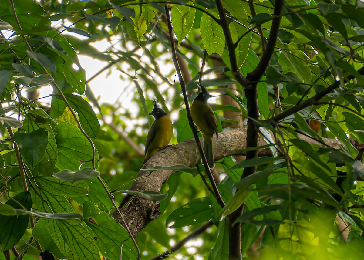Black-crested Bulbul - ML644261680