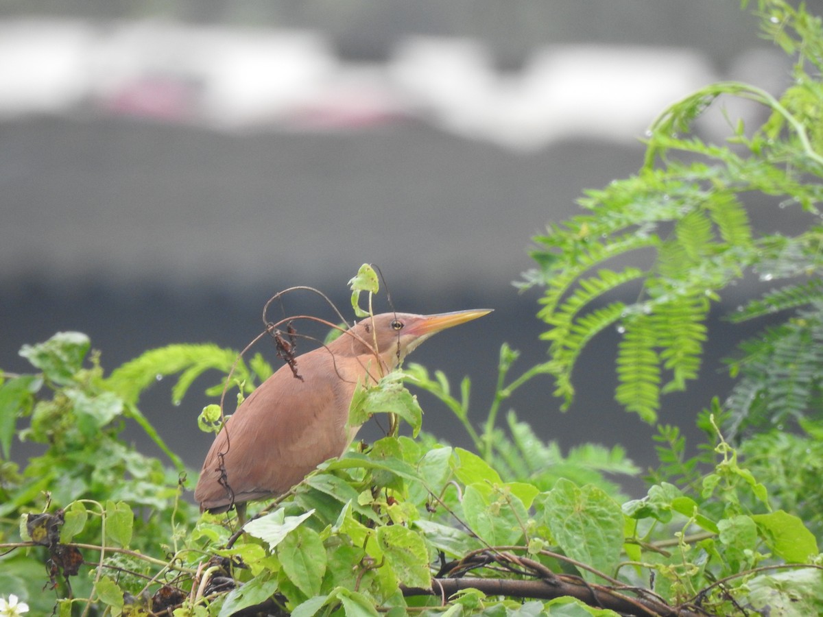 Cinnamon Bittern - ML644261681