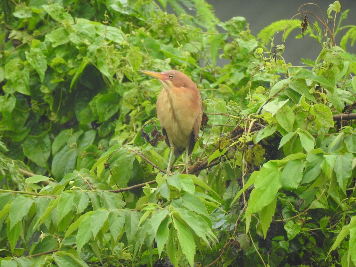 Cinnamon Bittern - ML644261682