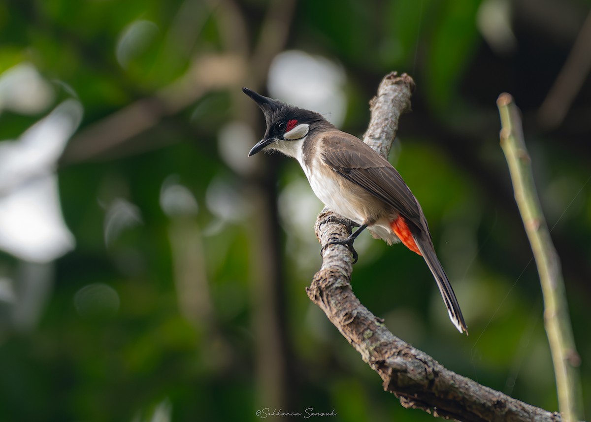 Red-whiskered Bulbul - ML644261685