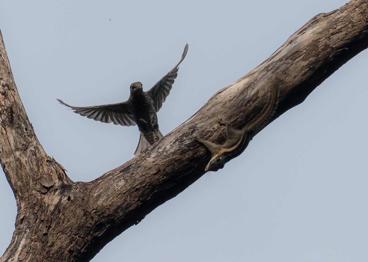 Blue Rock-Thrush - ML644261687