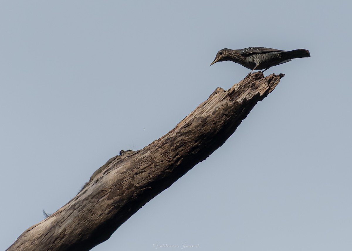 Blue Rock-Thrush - ML644261688