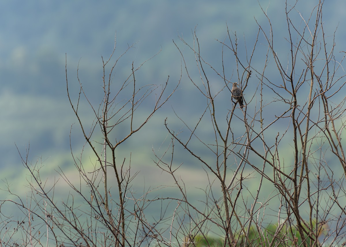 Blue Rock-Thrush - ML644261689