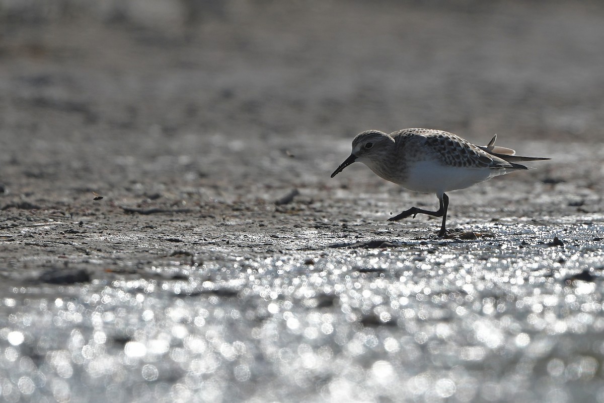 Bécasseau de Baird - ML644261690