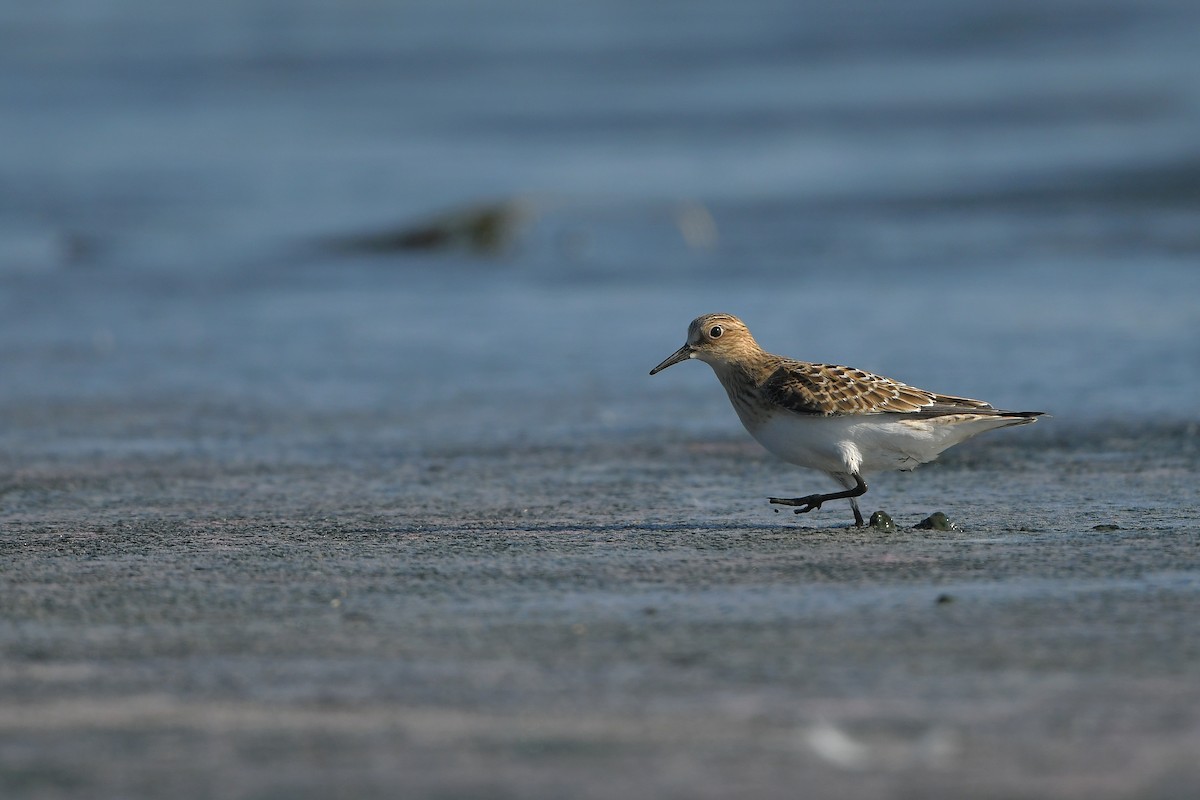 Bécasseau de Baird - ML644261691