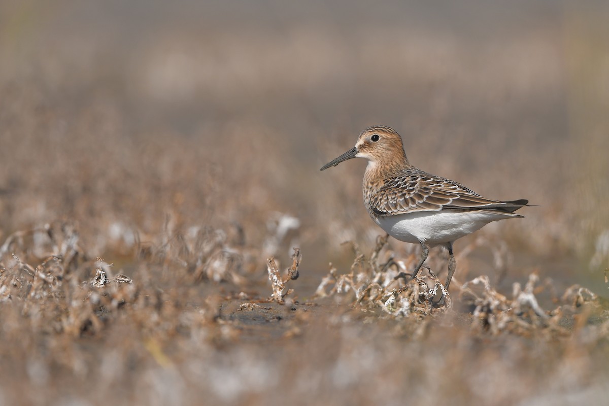 Bécasseau de Baird - ML644261692