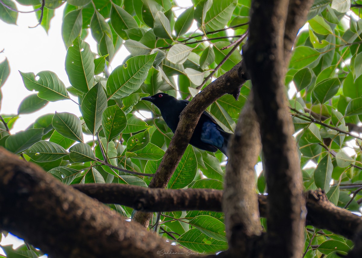 Asian Fairy-bluebird - ML644261695