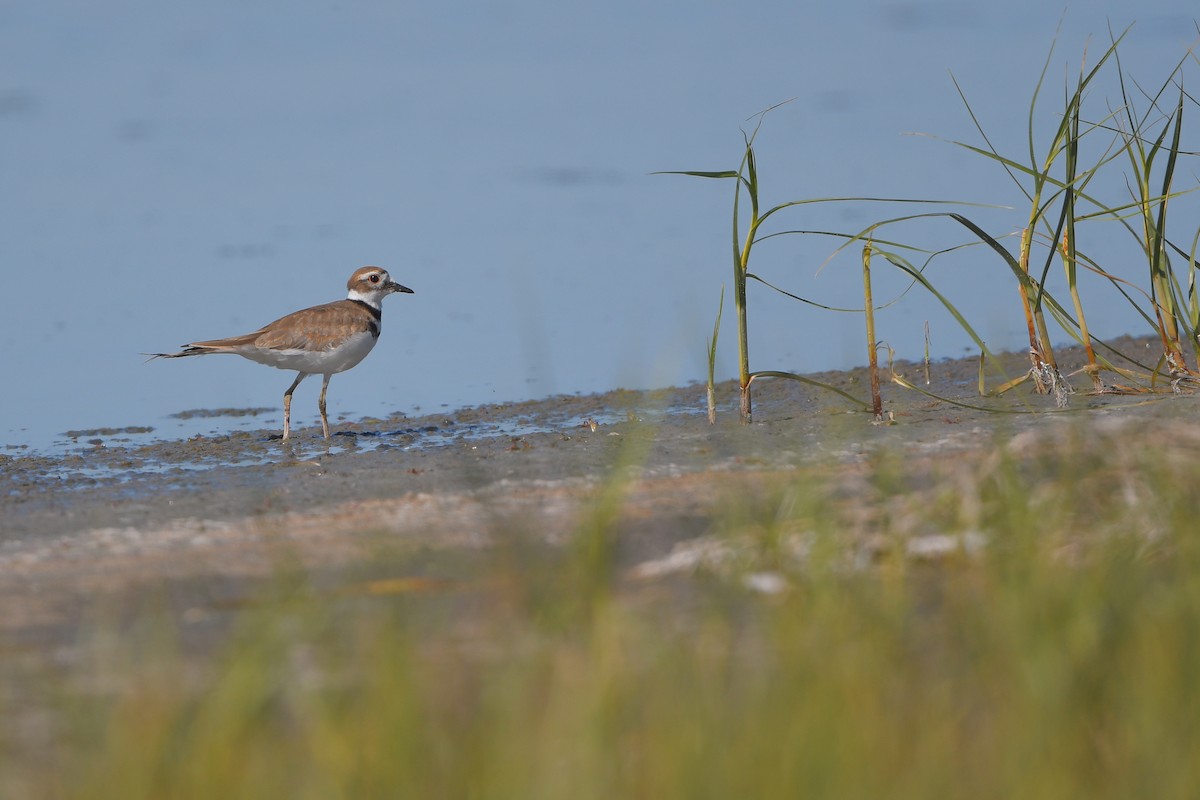 Pluvier kildir - ML644261711