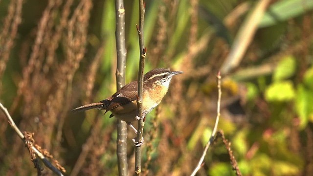 Carolina Wren - ML644261713