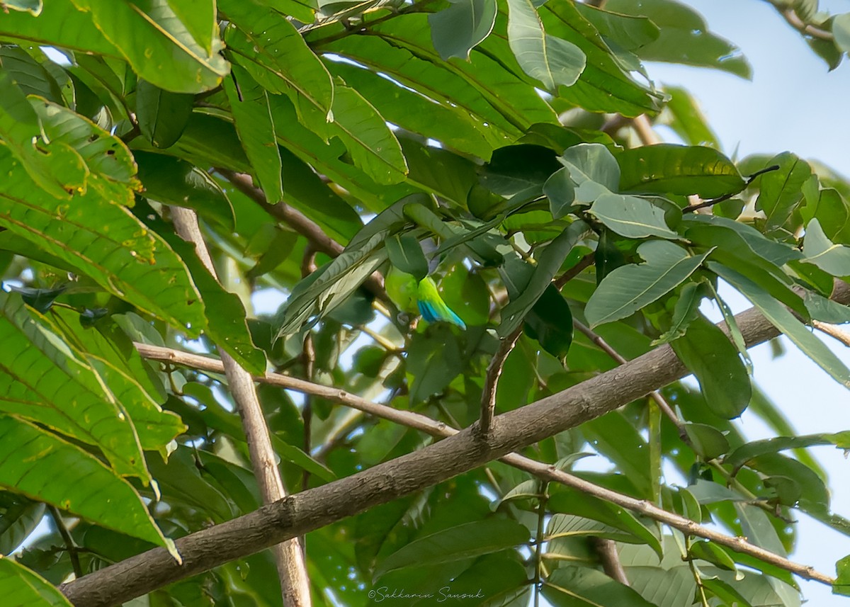 Blue-winged Leafbird - ML644261717